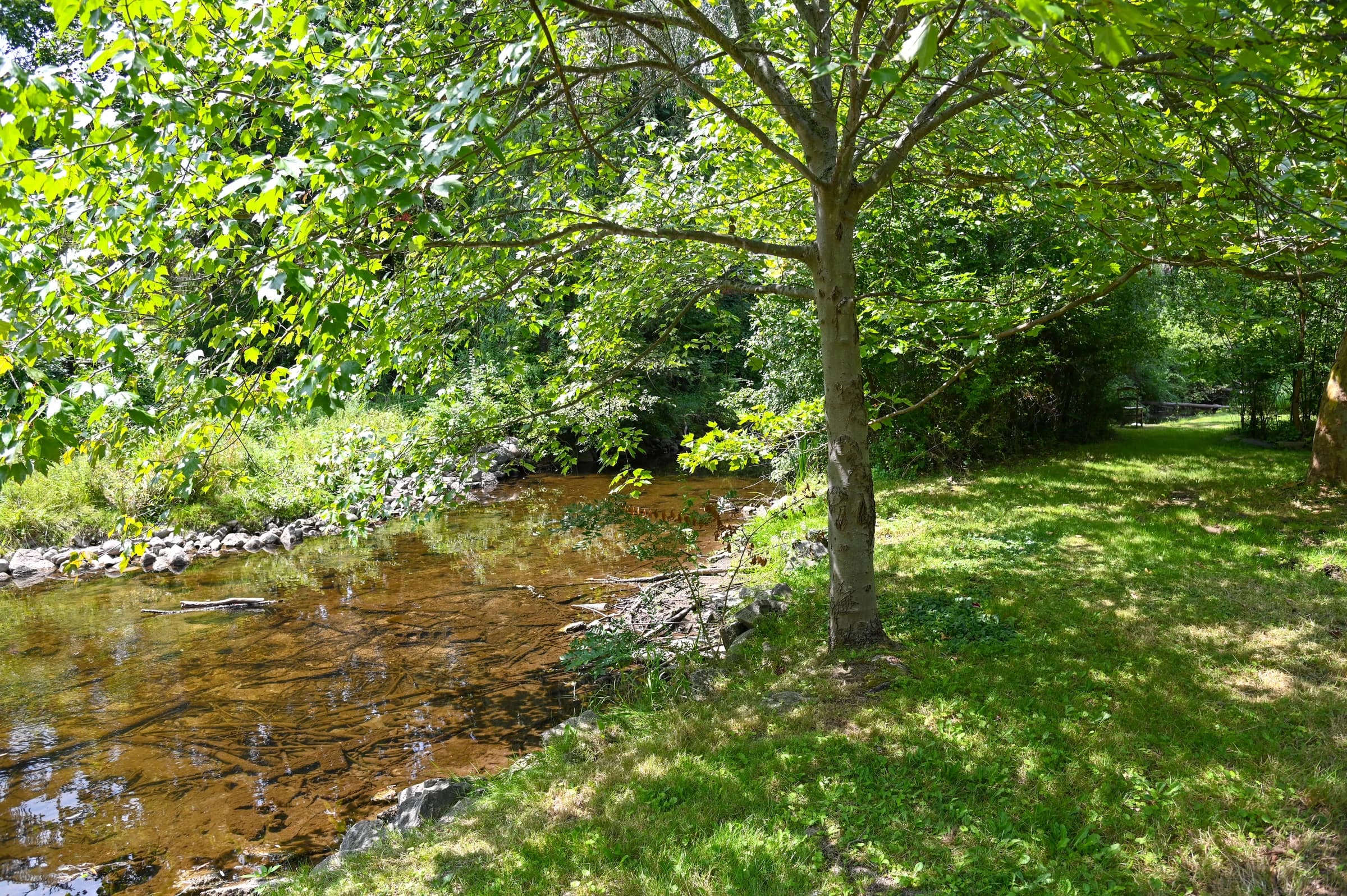 Tree-shaded lawn along the edge of Paint Creek