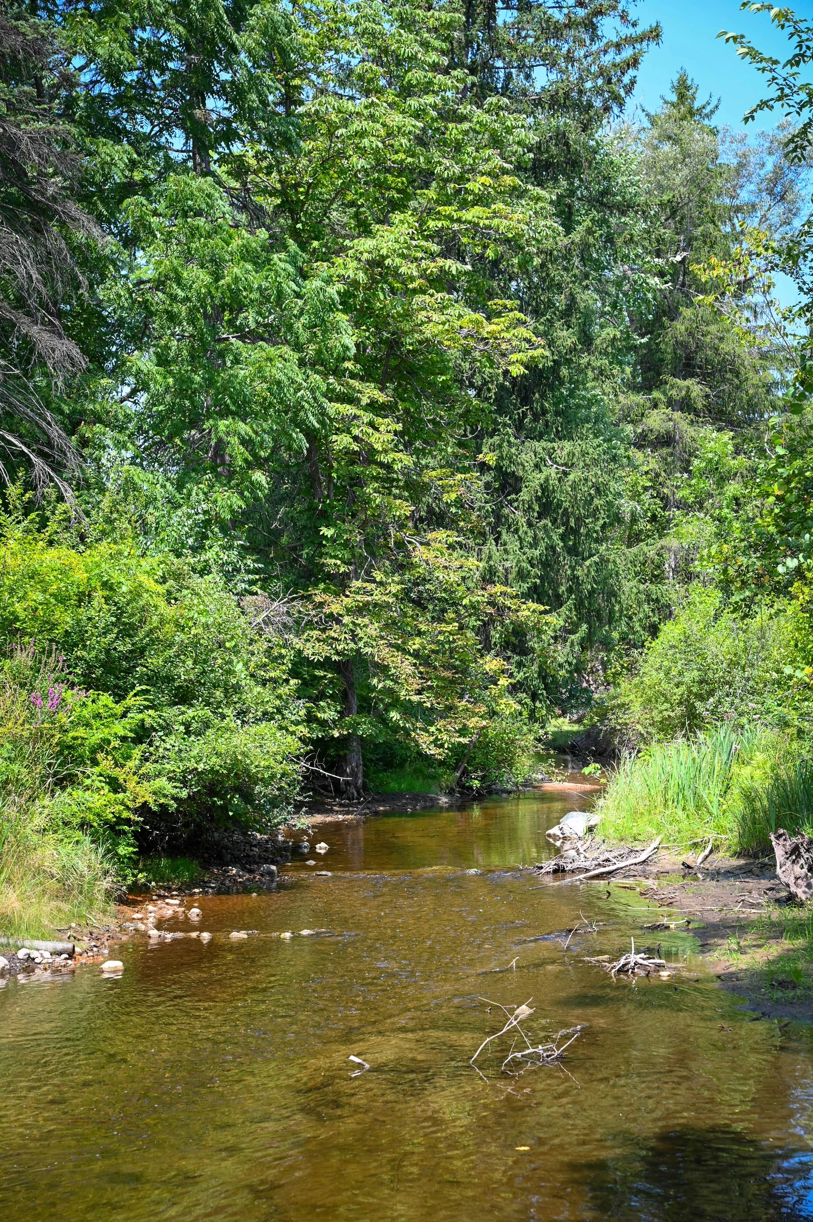Paint Creek winding through mature trees